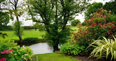 Tranquil Backyard Pond - 4 Common Pond-Related Questions: Do They Attract Mosquitoes?