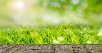 Deck and Grass - Giving Your Garden A Pre-Summer Makeover