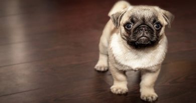 Pug Puppy - Dog Owner Errors