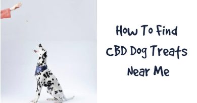 Dalmation Dog Getting a Treat - CBD Dog Treats