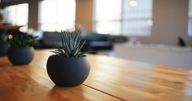 Succulent in small black pot sitting on wooden table - Bringing The Outdoors Indoors