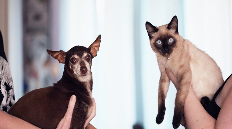 Chihuahua and Siamese - Cat and Dog
