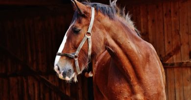Beautiful chestnut horse with white blaze on face - Racehorse Owner