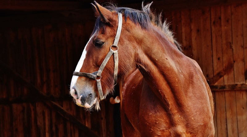 Beautiful chestnut horse with white blaze on face - Racehorse Owner