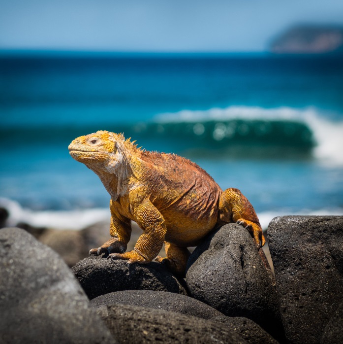 Iguana on the beach in the Galapagos - Travel: Islands You'll Fall In Love With