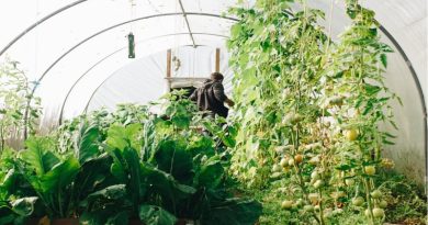 Vegetables growing in backyard greenhouse - Starting an Organic Farm