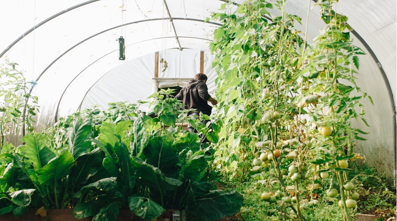 Vegetables growing in backyard greenhouse - Starting an Organic Farm