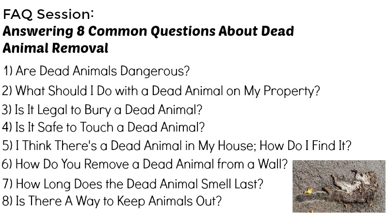 Dead Animal - Dead Animal Removal