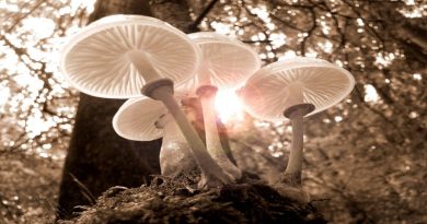 Mushrooms growing in the woods - Health Benefits of Medicinal Mushrooms