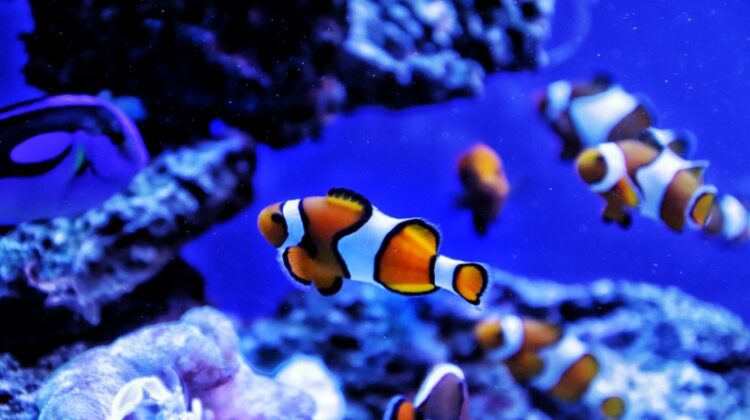 Salt Water Fish in Aquarium - Beginner's Guide to Building an Aquarium