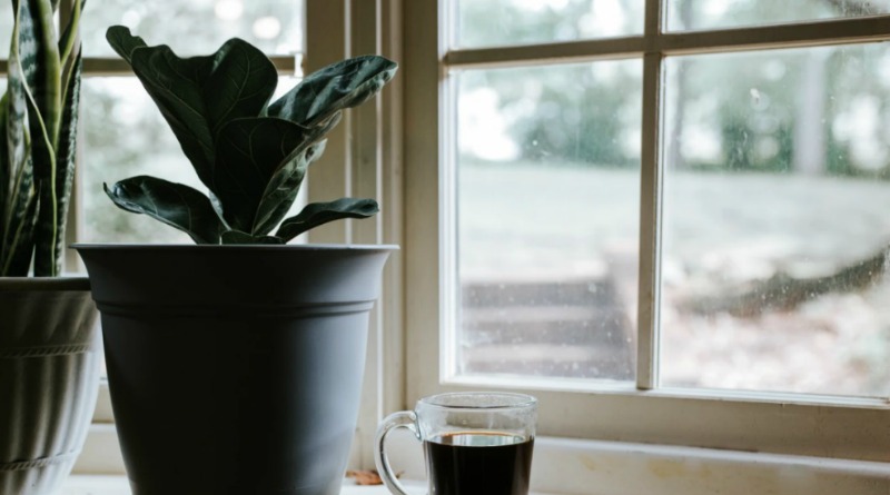 Plant and cup of Coffee in front of Bay Window - How to Replace Fitted Windows