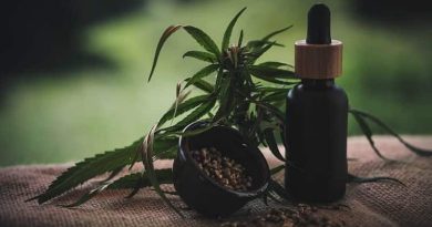 Cannabis Plant and Bottle of CBD Oil -CBD Is a Popular Choice Among Seniors
