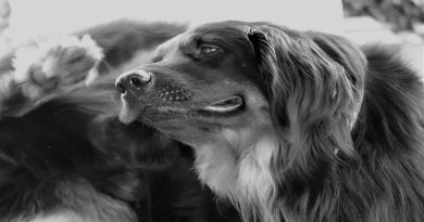 Dog Dry Skin