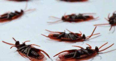 Dead Cockroaches - Eliminating Pests From Your Home