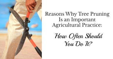 Tree Pruning Is an Important Agricultural Practice