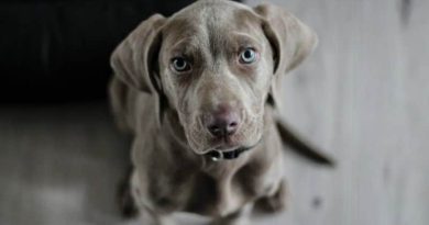 Weimaraner