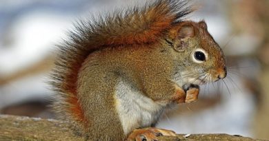 Squirrel Squirrels: The Unexpected Pest