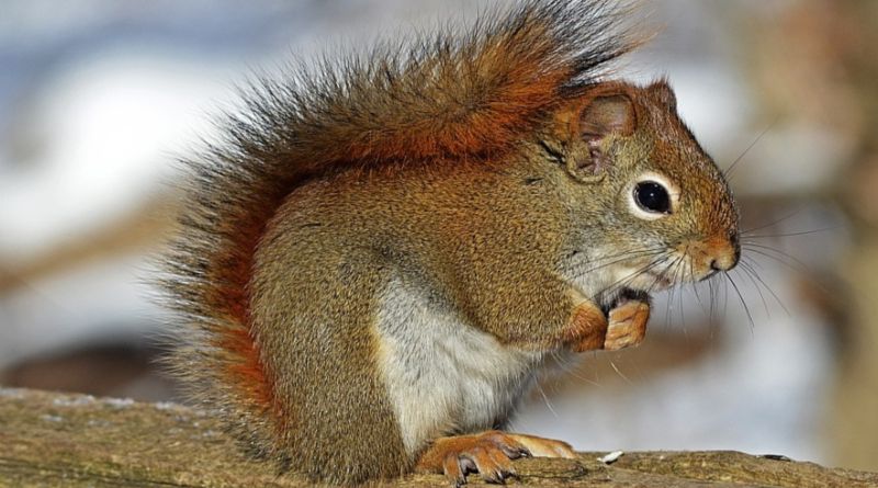 Squirrel Squirrels: The Unexpected Pest