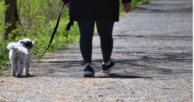 Woman in Black Leggings and Black Coat Walking a Small White Dog with Black Ears