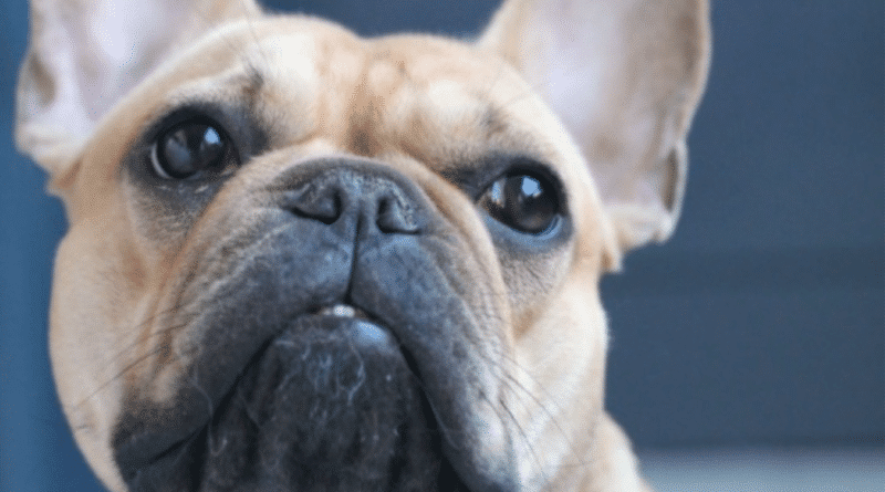Why Has My Dog Got Bad Breath? French Bulldog