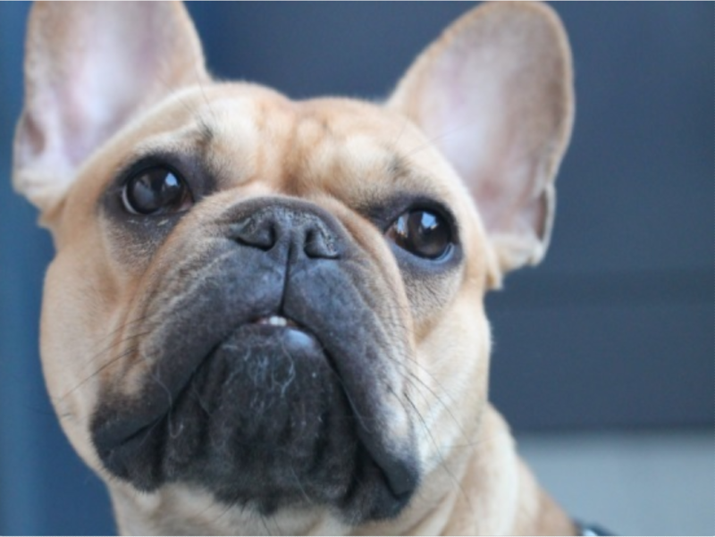 Why Has My Dog Got Bad Breath? French Bulldog