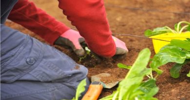 Starting a Thriving Garden Planting in a garden