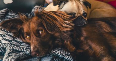What is Killing Your Pooch Two dogs sleeping together on a grey and white blanket