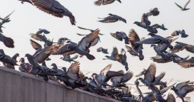 Three Things to Remember When Eliminating Pests From Your Home Birds in sky and on fence
