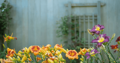 Start a Flower Garden Flower Garden in Back Yard