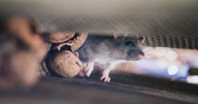 Things That Go Bump In The Night mouse and nuts inside a vent