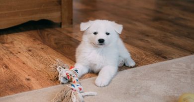 Puppy-Proof Your Home Fluffy White Puppy on Floor with Chew Toy