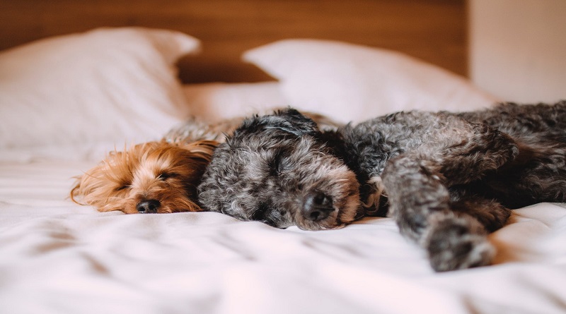 Making Your Home More Pet-Friendly Two terrior dogs sleeping side by side on bed