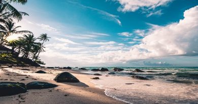 best island beaches Island Beach with Palm Trees
