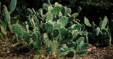 Give Your Garden A Burglar-Proof Makeover Several types of cactus growing in yard