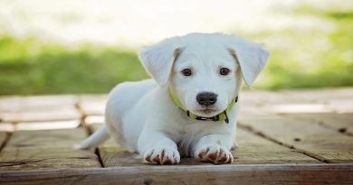 Good Start with Your New Puppy White puppy with green collar