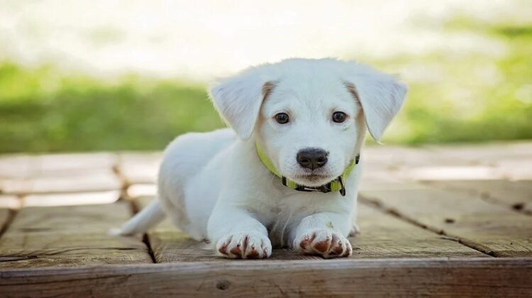 Good Start with Your New Puppy White puppy with green collar
