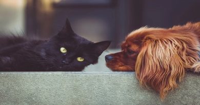 Black cat and brown dog laying down together