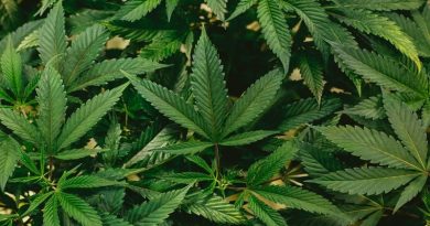 CBD Hemp Flower Special SauceHemp for CBD