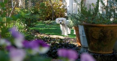 White dog in back yard garden
