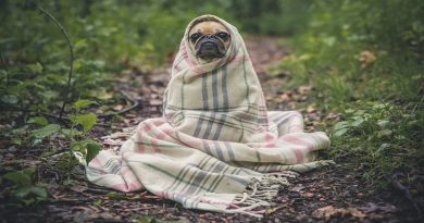 Owning a Pet in 2021 pug in the woods wrapped up in a blanket