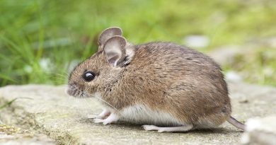 Small brown mouse