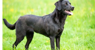 Black Labrador Retriever