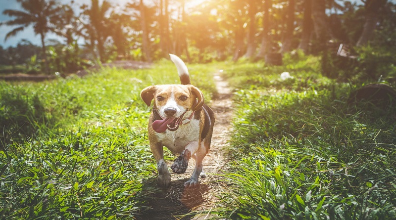Dog-Friendly Home Improvement Ideas Happy Beagle walking along trail through grass