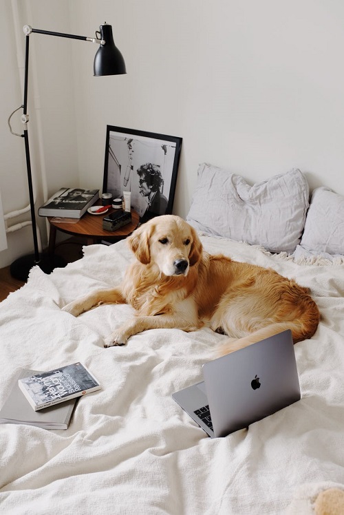 Changes To Your Home To Boost Your Quality Of Living Laptop notebook and dog on rumpled bed