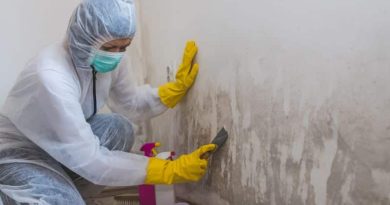 Professional Cleaner Removing Mold from wall