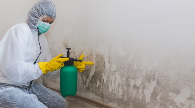 Professional Removing Mold From Walls Mold Removal Services