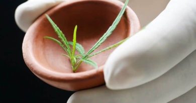 Cannabis Rosin Gloved hand holding a small dish with marijuana leaves