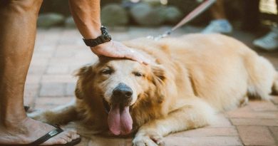 Man petting a Golden Retriever