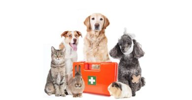 Pets with First Aid Kit