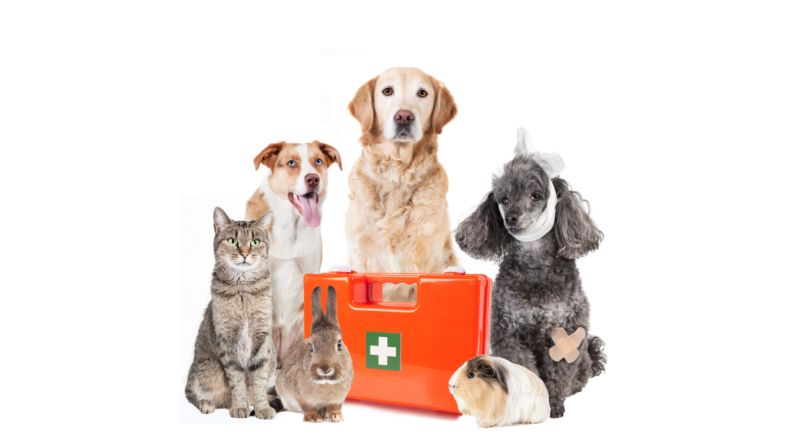 Pets with First Aid Kit